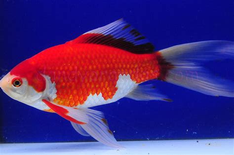 如意金魚|萬事如意~紅白玉如意 (Red and white comet goldfish)